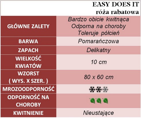 Easy Does It róża rabatowa gł. zal